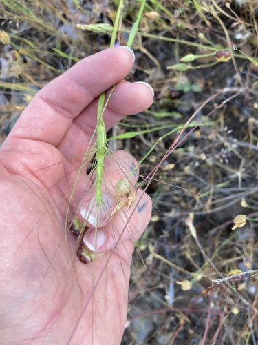 Aegilops triuncialis (Wild goat grass) — photo
