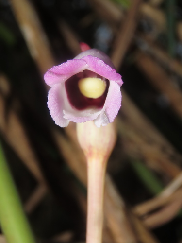Aeginetia indica