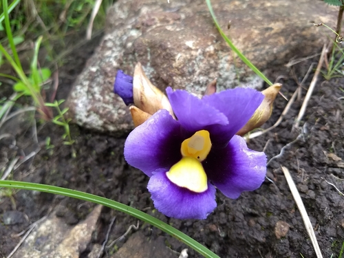 Aeginetia pedunculata (Yellow ghost flower) — photo