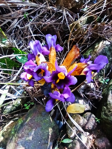 Aeginetia pedunculata (Yellow ghost flower) — photo