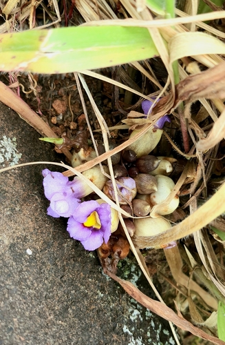 Aeginetia pedunculata