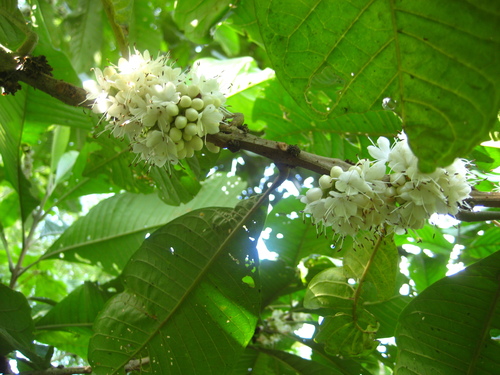 Aegiphila alba (White flower aegiphila) — photo