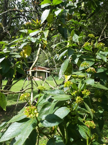 Aegiphila alba (White flower aegiphila) — photo
