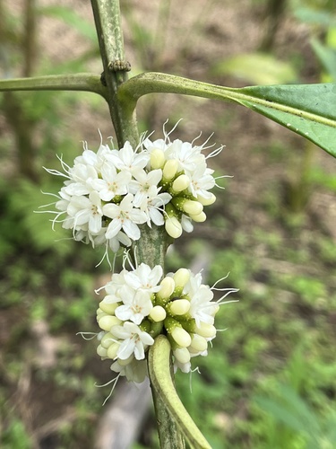 Aegiphila alba