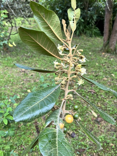 Aegiphila bogotensis (Bogota aegiphila) — photo