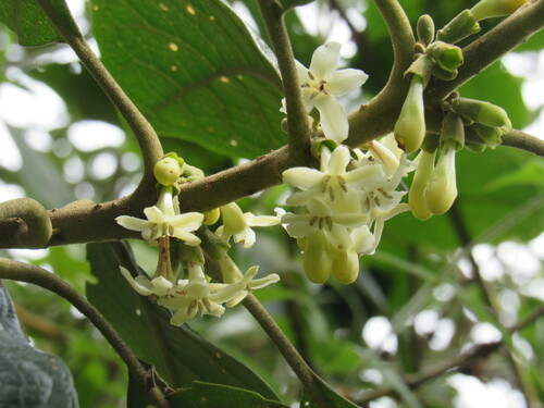 Aegiphila bogotensis