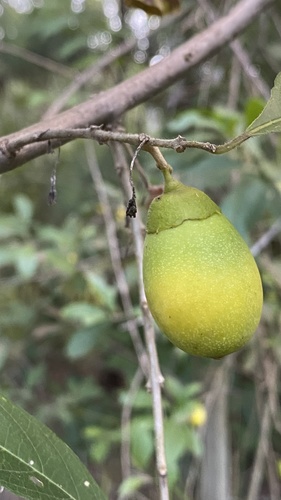 Aegiphila brachiata — photo