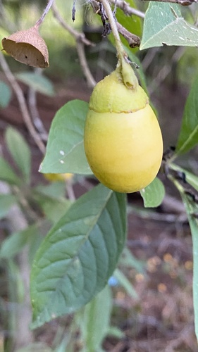 Aegiphila brachiata