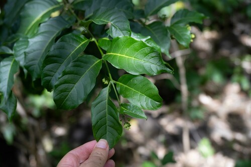 Aegiphila martinicensis (Spirit weed) — photo
