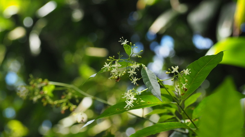 Aegiphila martinicensis (Spirit weed) — photo