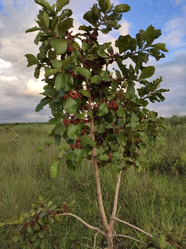 Aegiphila verticillata — photo