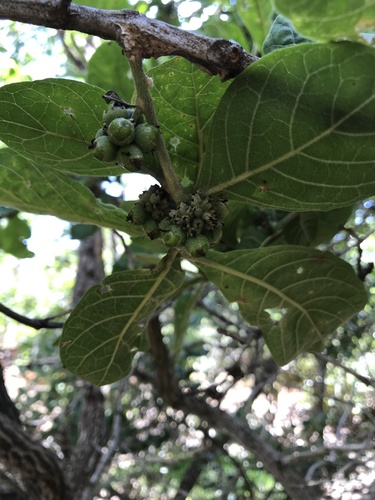 Aegiphila verticillata — photo