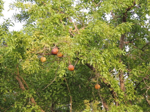 Aegle marmelos (Bael fruit) — photo