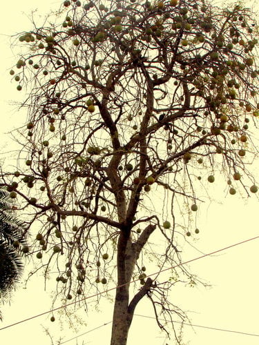 Aegle marmelos (Bael fruit) — photo