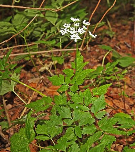 Aegopodium alpestre