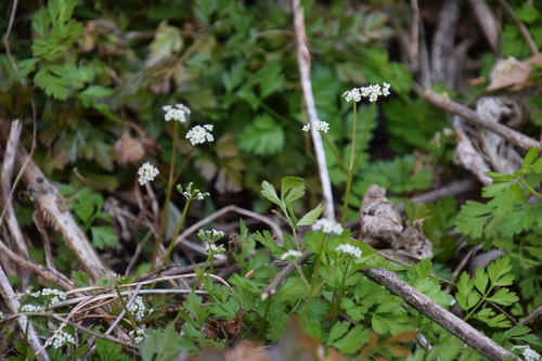 Aegopodium decumbens (Jellico) — photo
