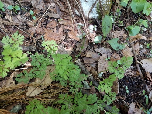 Aegopodium decumbens (Jellico) — photo