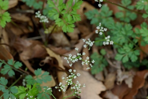 Aegopodium decumbens