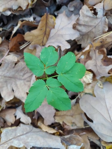Aegopodium podagraria (Goutweed) — photo