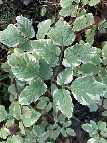 Aegopodium podagraria (Goutweed) — photo