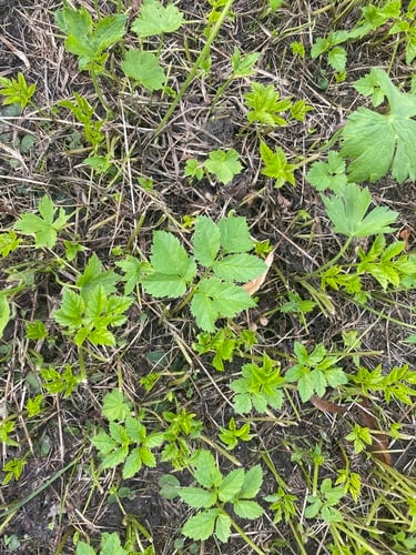 Aegopodium podagraria