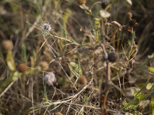 Aeluropus lagopoides (Boni) — photo