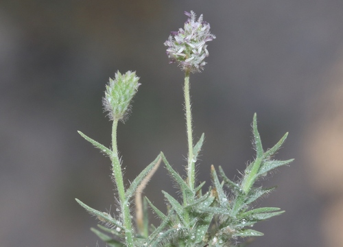 Aeluropus lagopoides