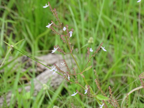 Aeollanthus pubescens