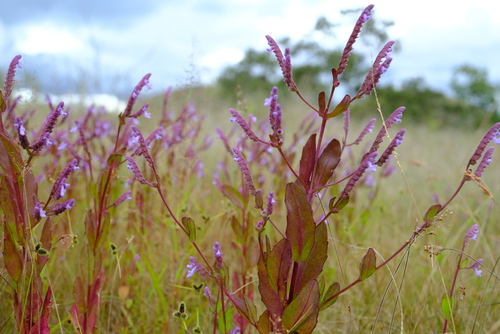 Lamiaceae