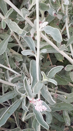 Aerva javanica (Kapok bush) — photo