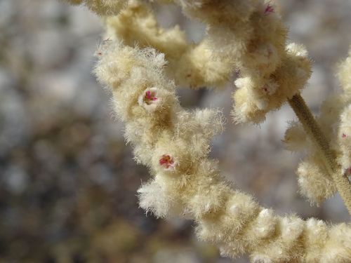 Aerva javanica (Kapok bush) — photo