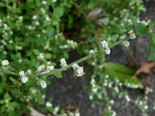 Aerva lanata (Mountain knot grass) — photo