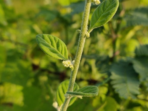 Aerva lanata