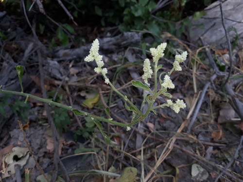 Aerva leucura (Foam bush) — photo