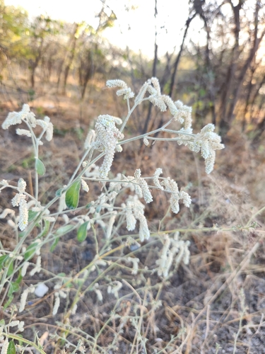 Aerva leucura (Foam bush) — photo