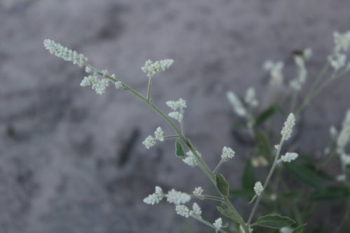 Aerva leucura