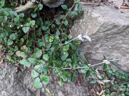 Aerva sanguinolenta (Climbing wool-plant) — photo