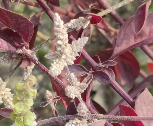 Aerva sanguinolenta (Climbing wool-plant) — photo