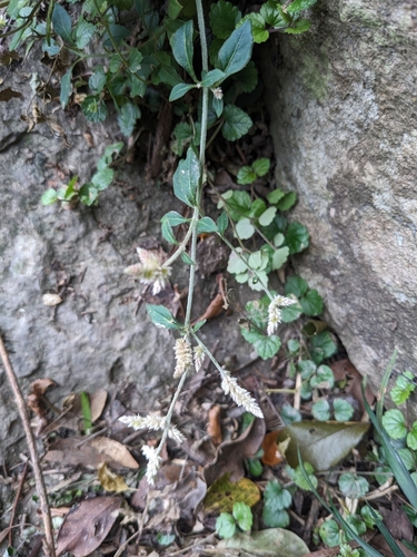 Aerva sanguinolenta
