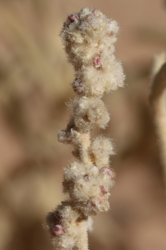 Aerva tomentosa (Bahema) — photo