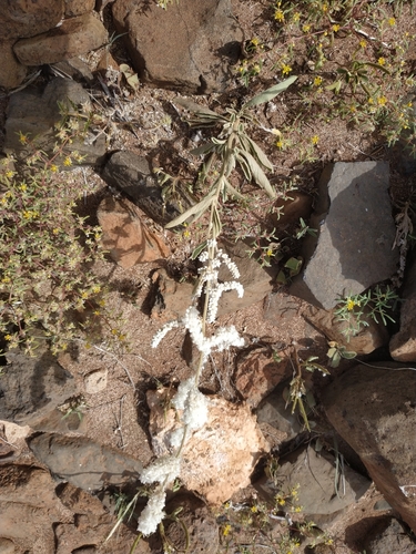 Aerva tomentosa