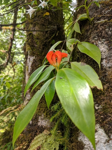 Aeschynanthus parviflorus (Sikkim blushwort) — photo