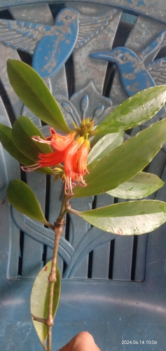 Aeschynanthus parviflorus (Sikkim blushwort) — photo