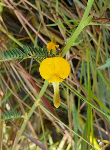 Aeschynomene aspera