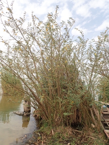 Aeschynomene elaphroxylon (Balsawood tree) — photo