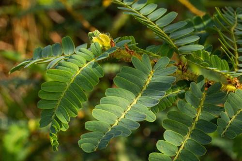Aeschynomene elaphroxylon (Balsawood tree) — photo