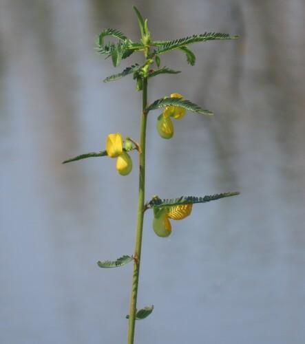 Aeschynomene nilotica — photo