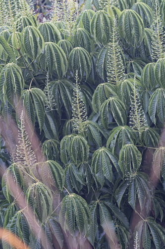 Aesculus assamica (Ma niang nam) — photo