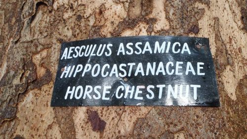 Aesculus assamica (Ma niang nam) — photo