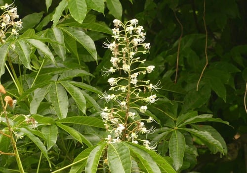 Aesculus assamica